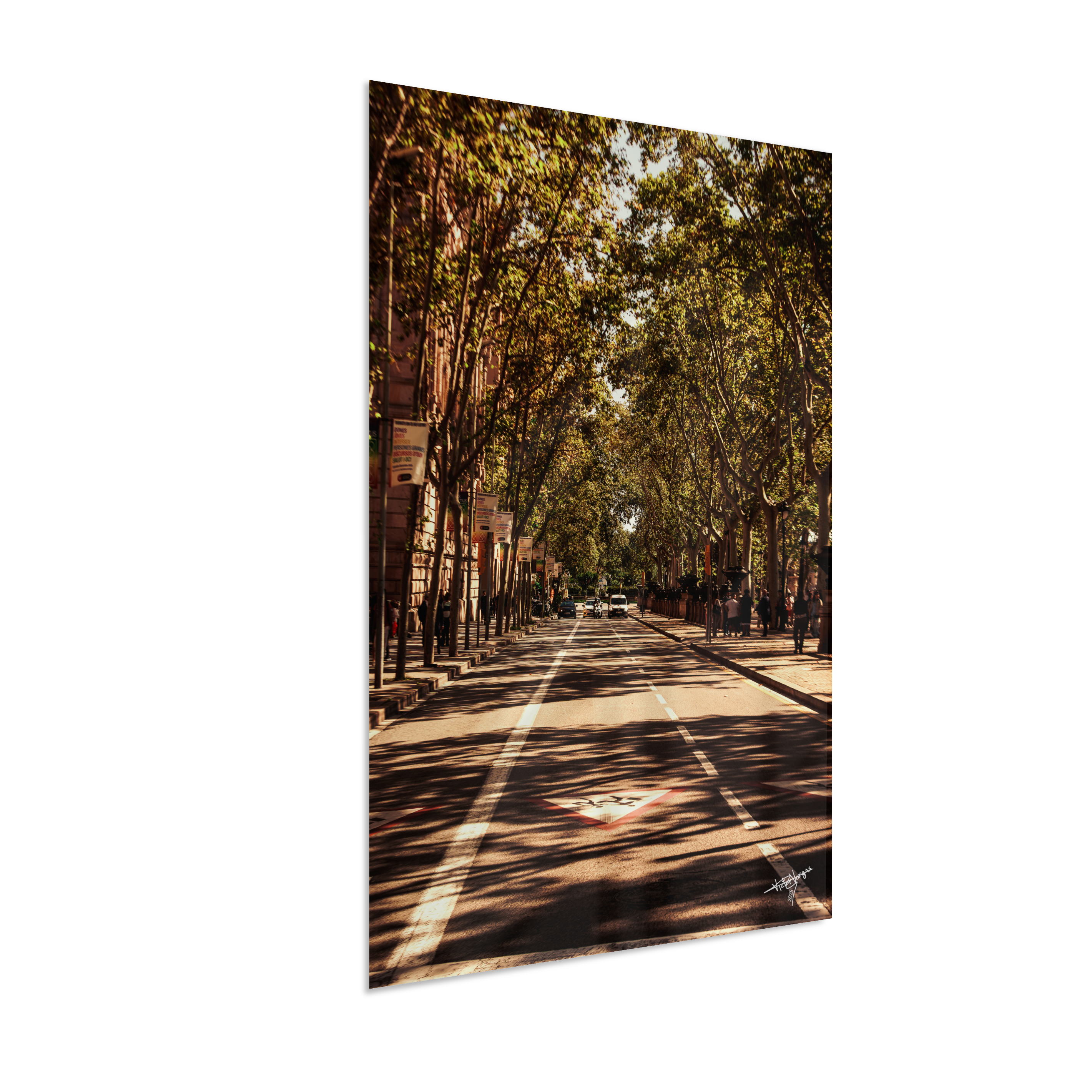 Tree Tunnel