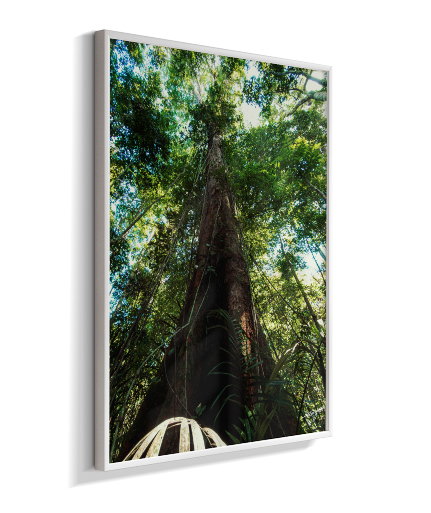 Roots to the Sky
