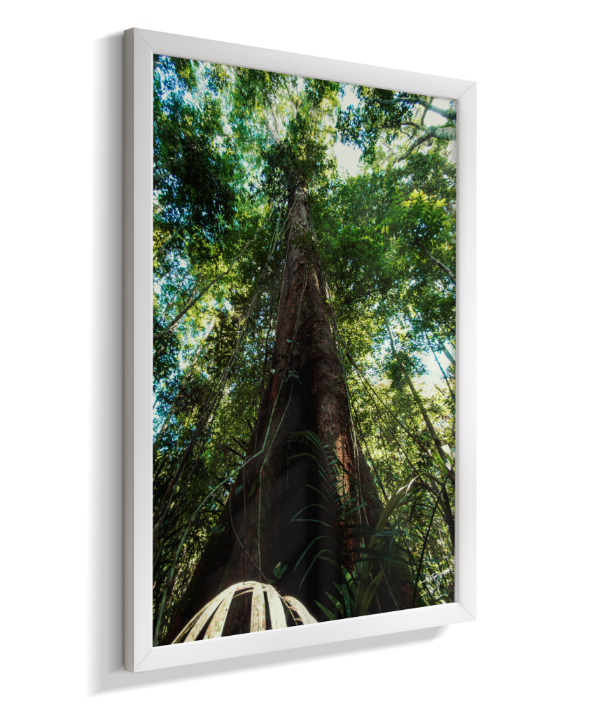Roots to the Sky