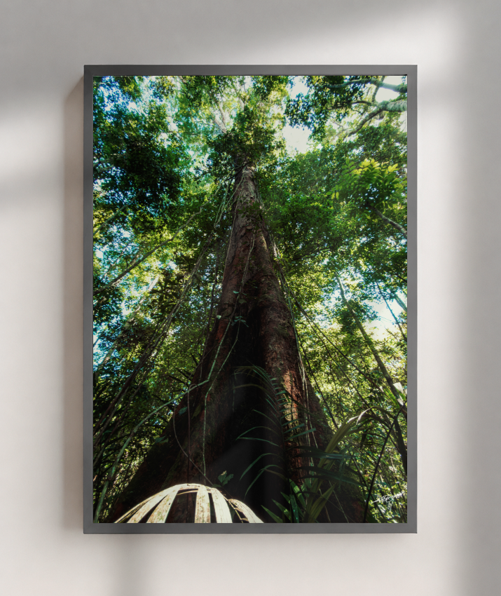 Roots to the Sky