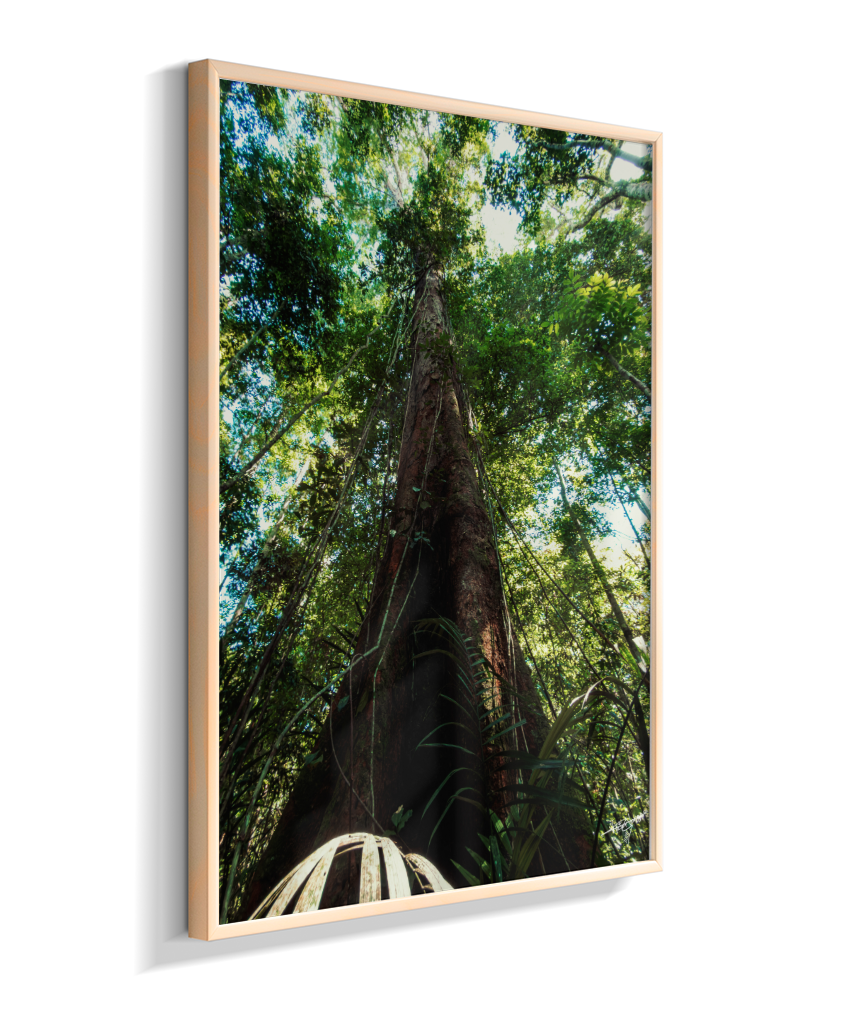 Roots to the Sky