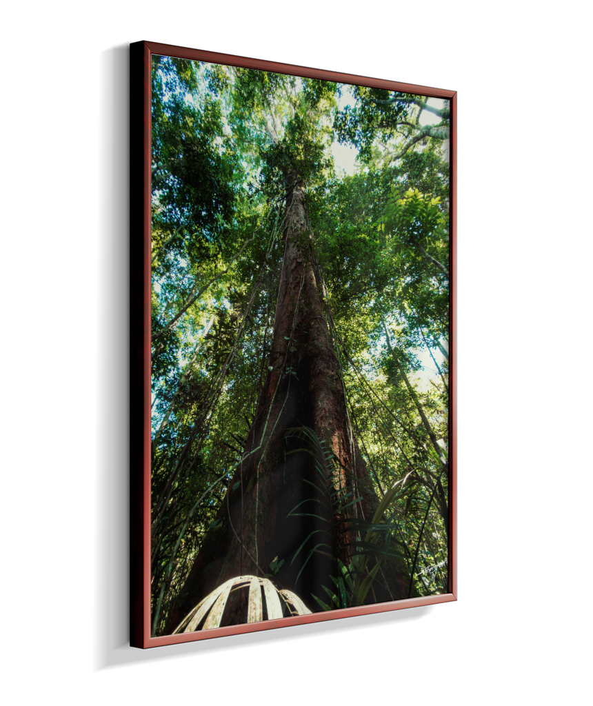 Roots to the Sky