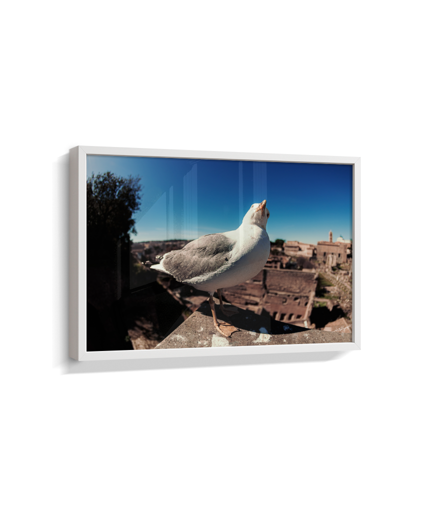 Roman Overlook