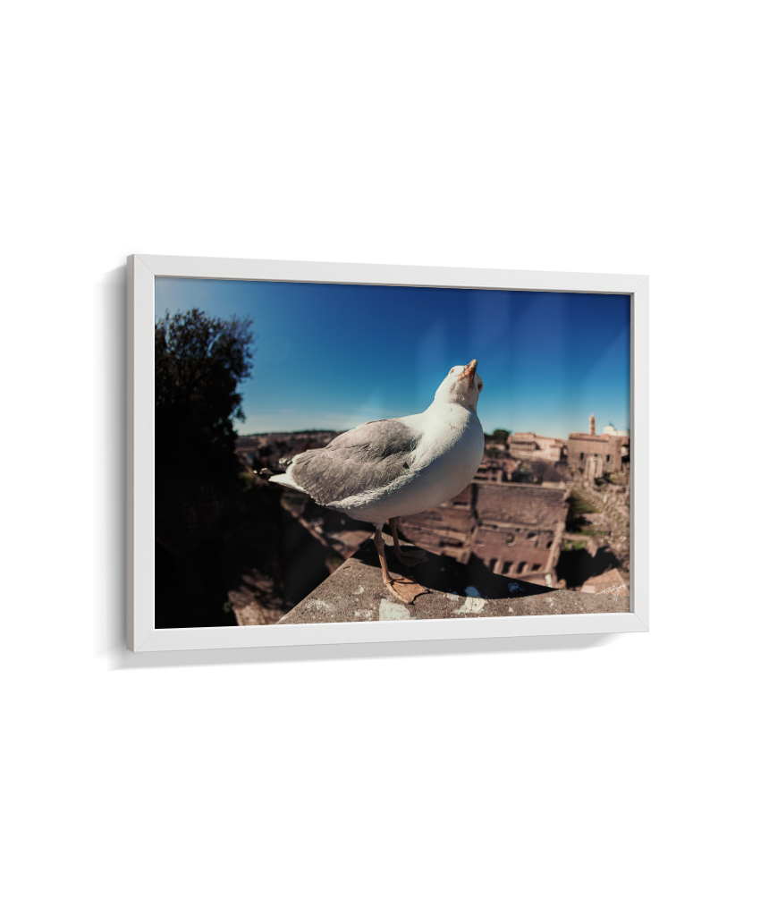 Roman Overlook