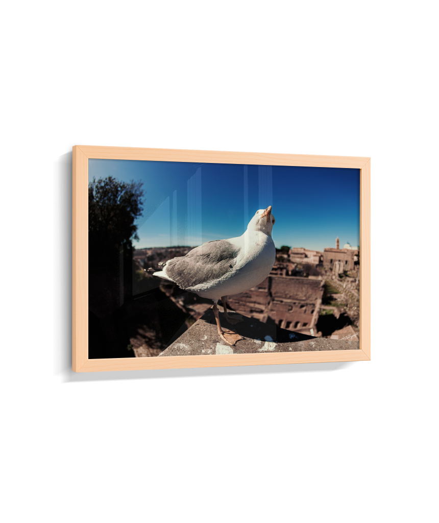 Roman Overlook