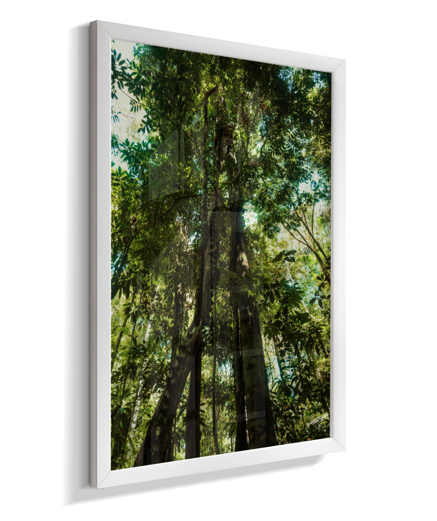 Heart of the Forest