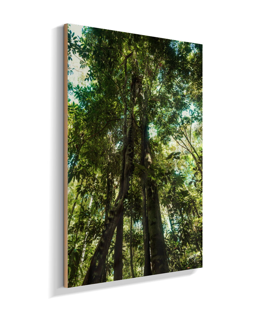 Heart of the Forest