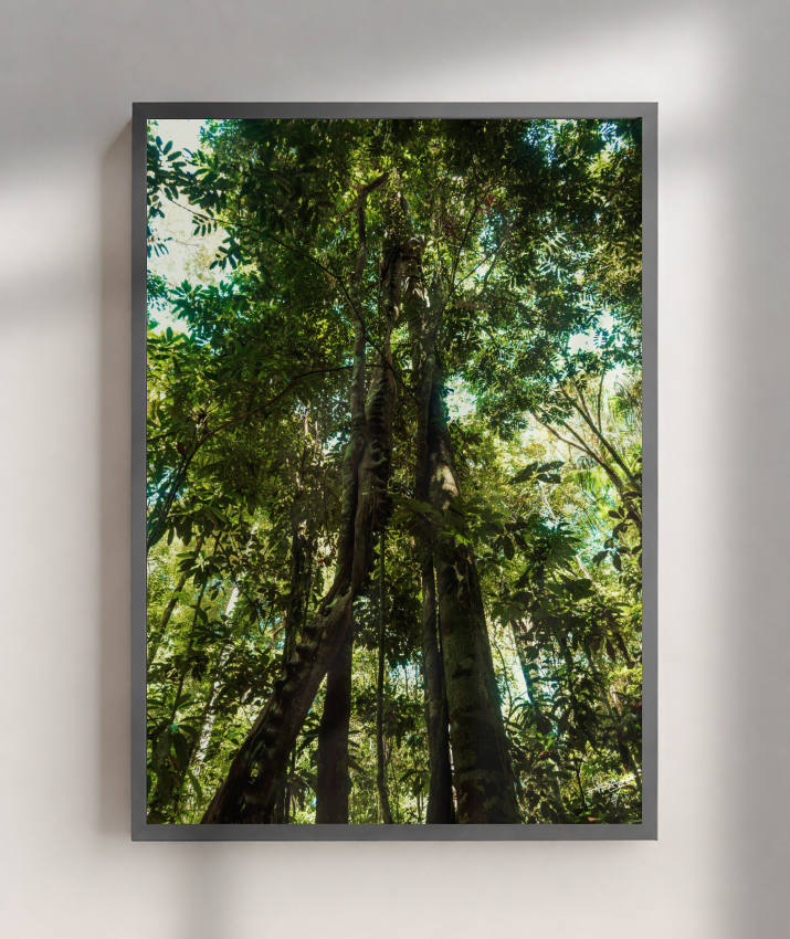Heart of the Forest