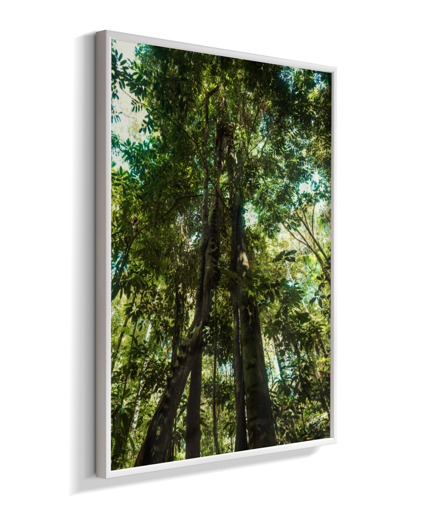 Heart of the Forest