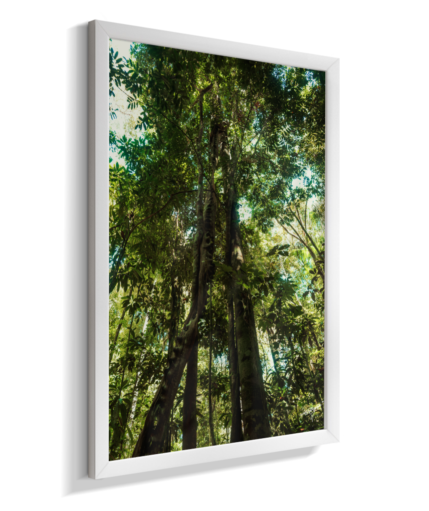 Heart of the Forest