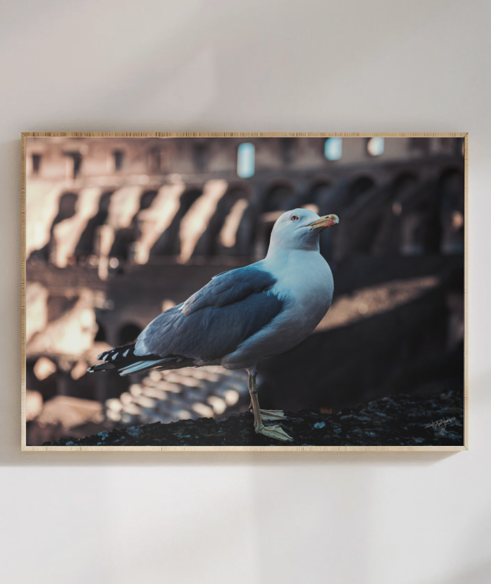 Colosseum Watch