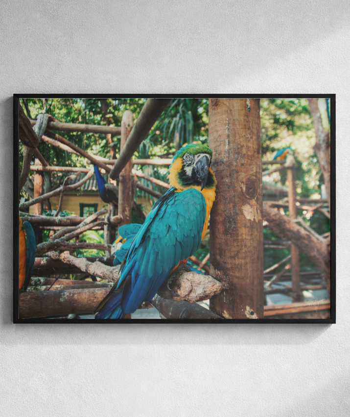 Tropical Gaze