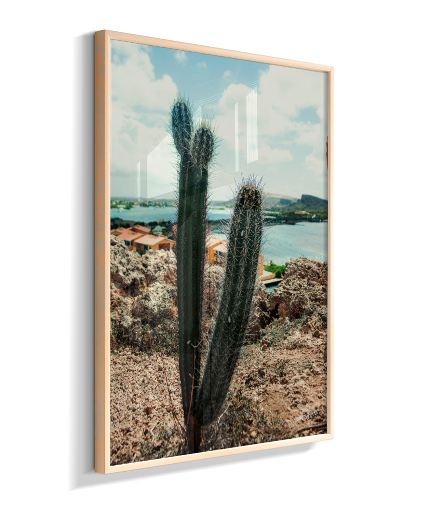 Caribbean Thorns