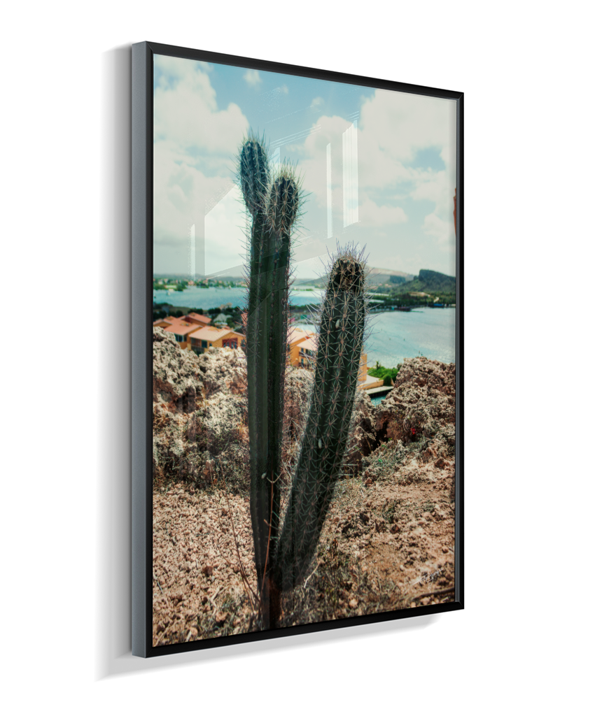 Caribbean Thorns