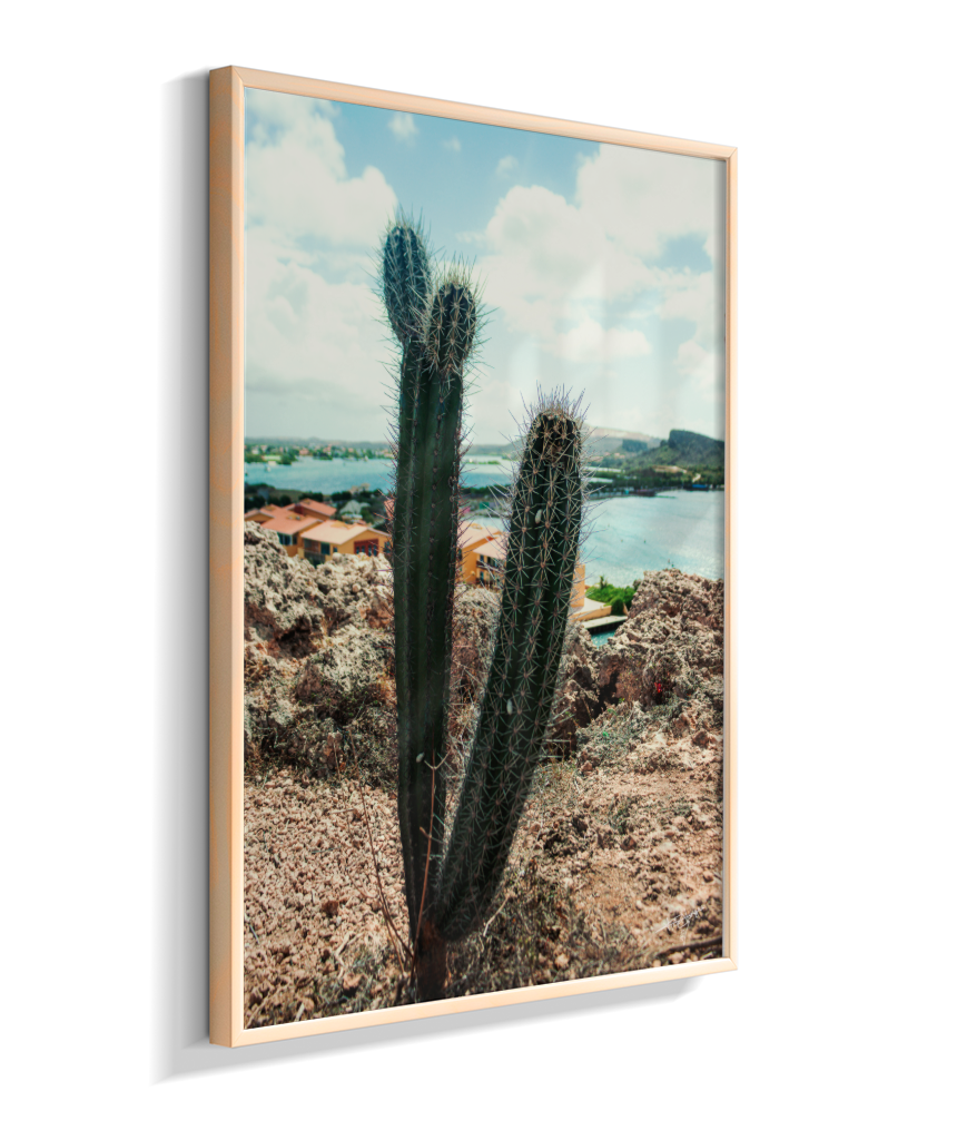 Caribbean Thorns
