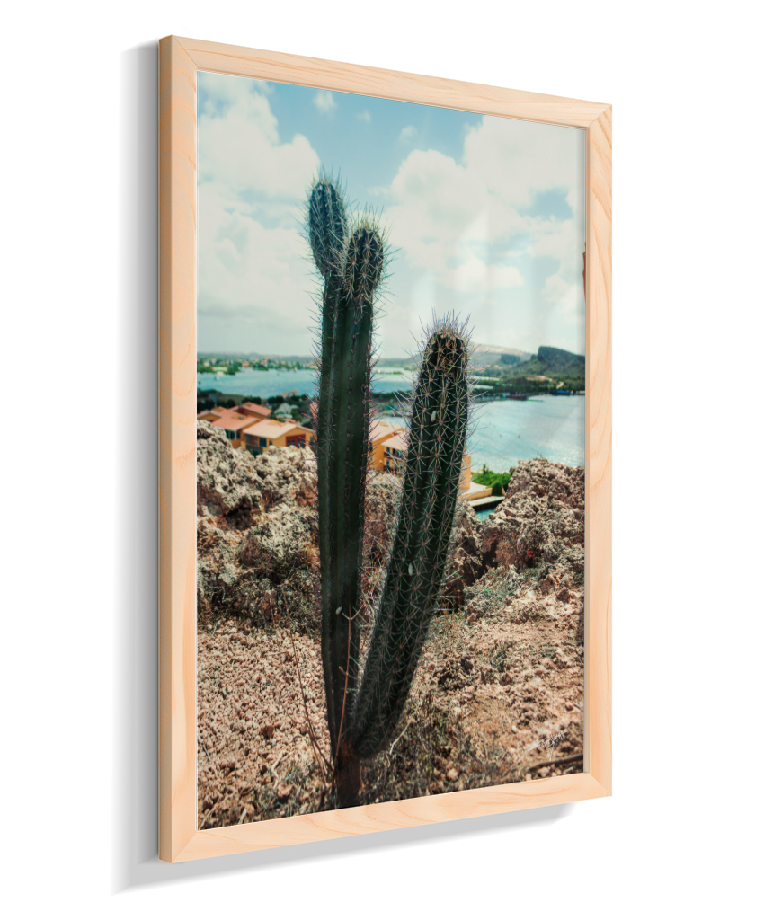Caribbean Thorns