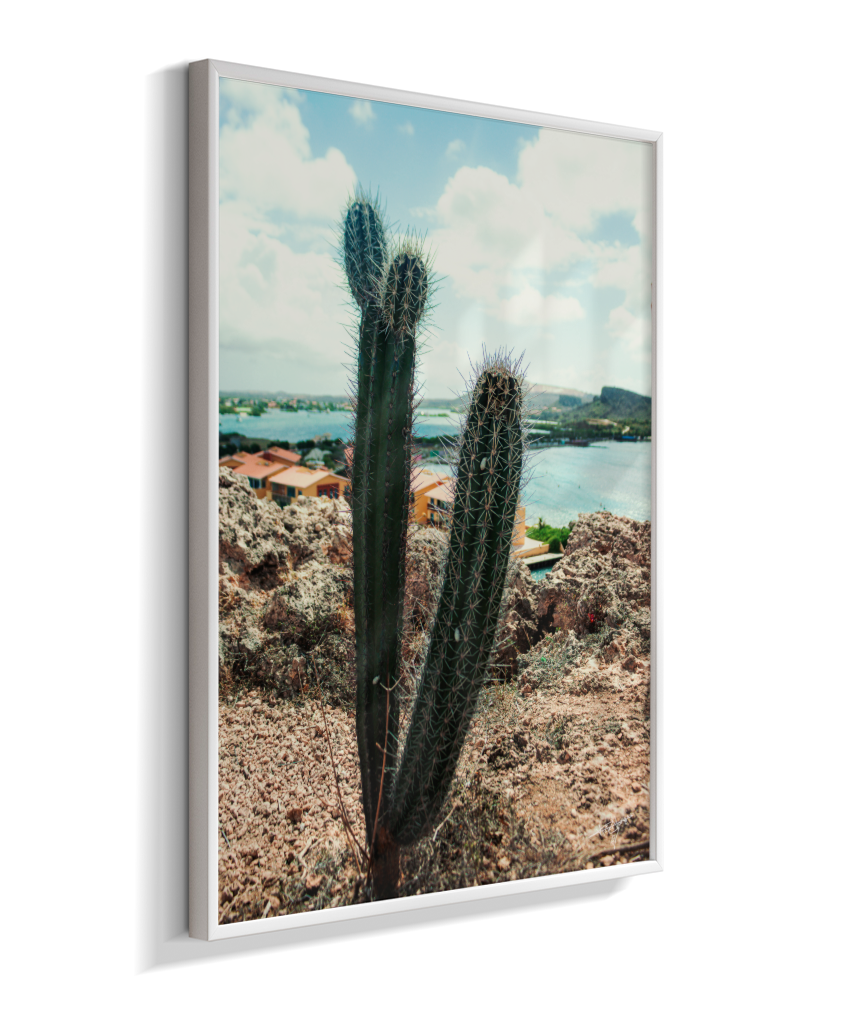 Caribbean Thorns