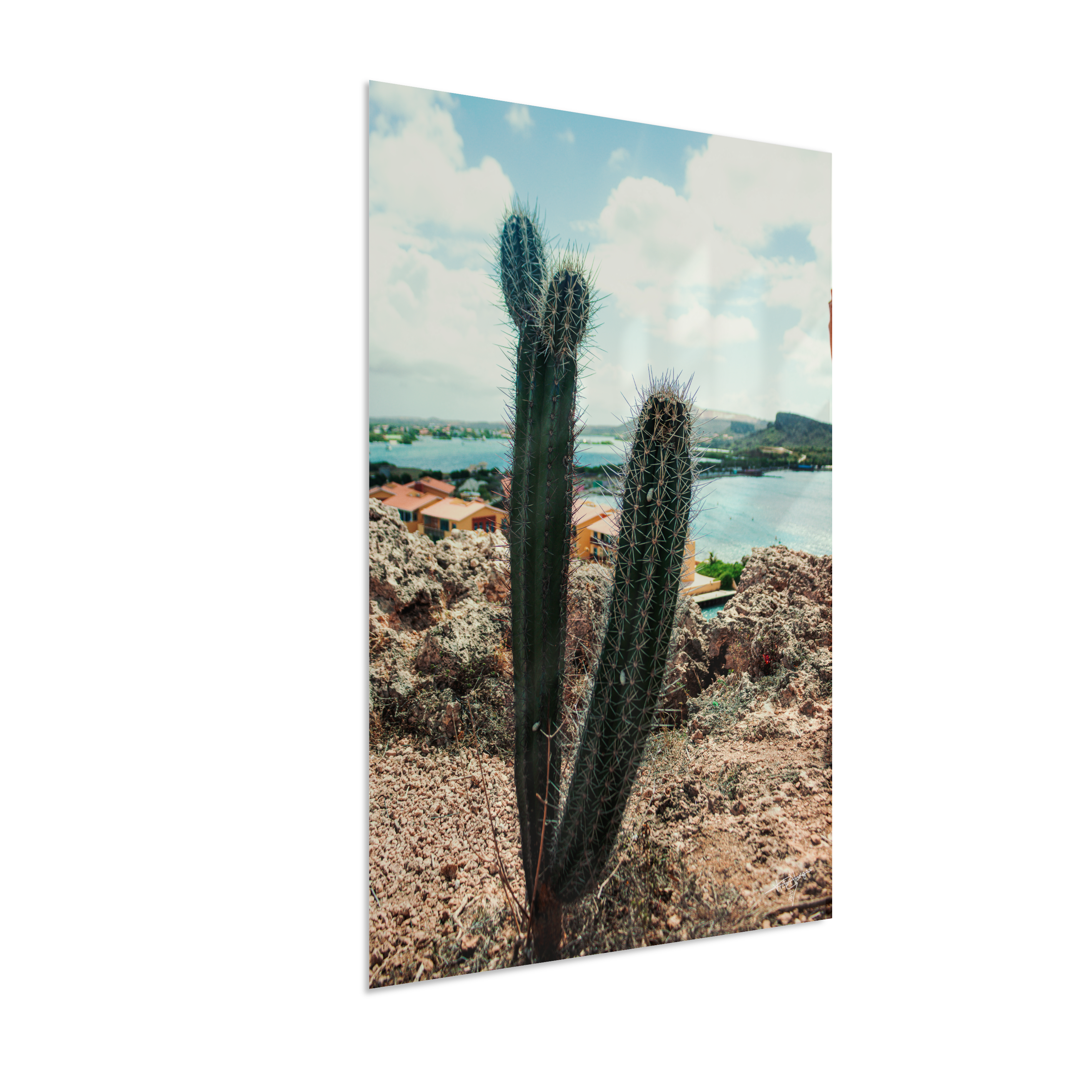Caribbean Thorns