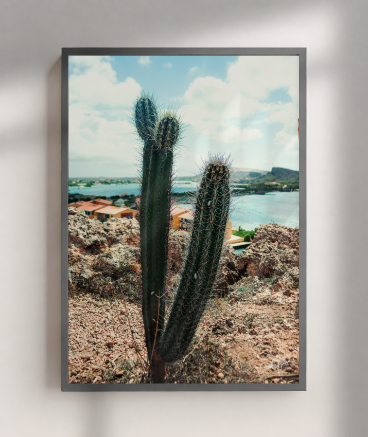 Caribbean Thorns
