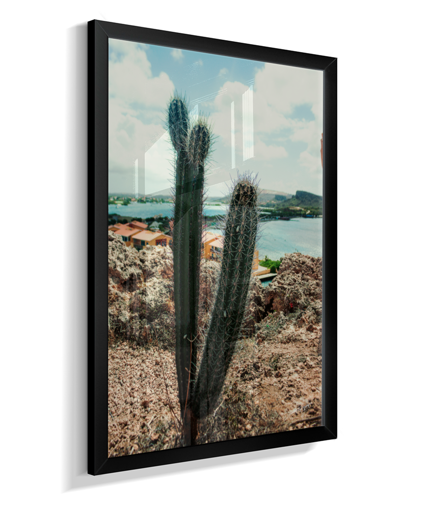 Caribbean Thorns