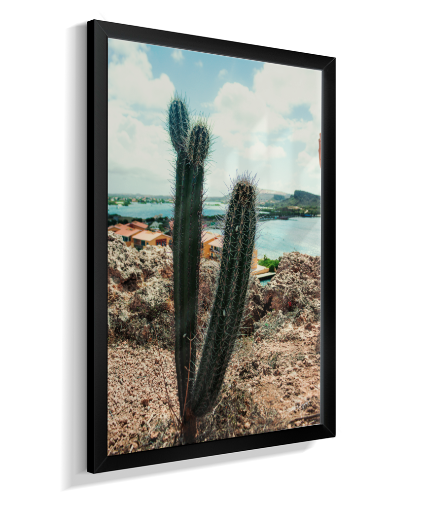 Caribbean Thorns