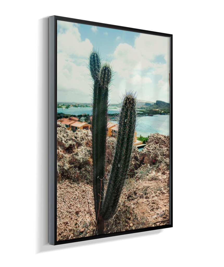 Caribbean Thorns