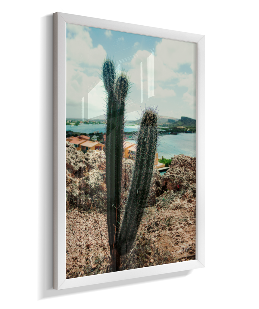 Caribbean Thorns