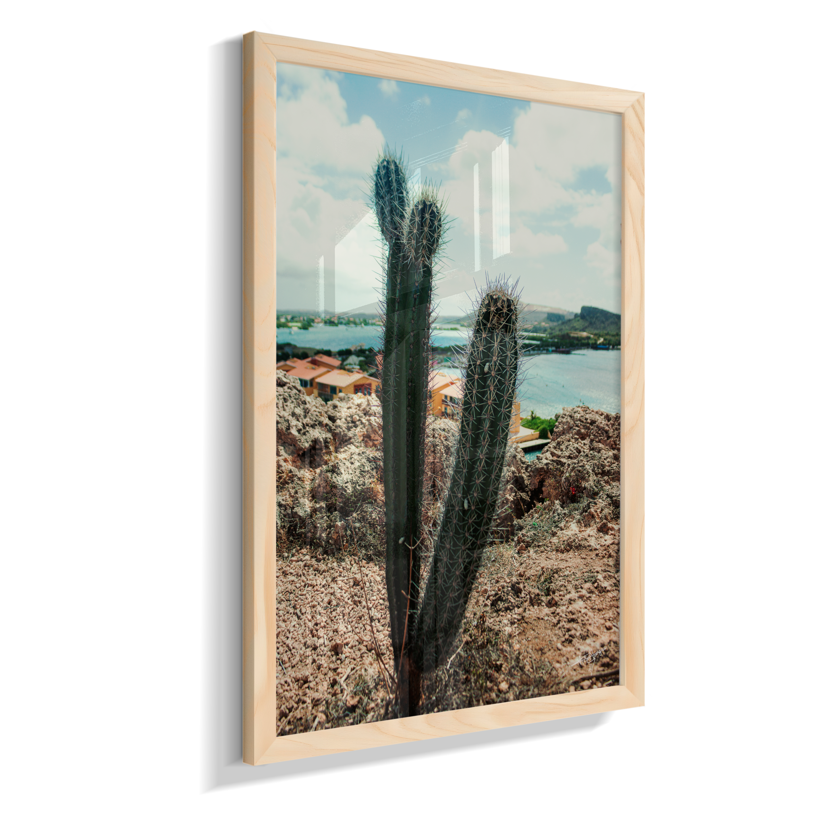 Caribbean Thorns