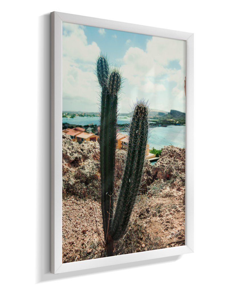 Caribbean Thorns