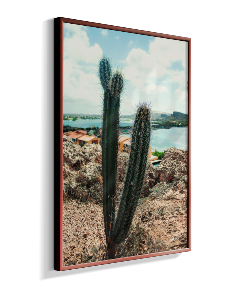 Caribbean Thorns