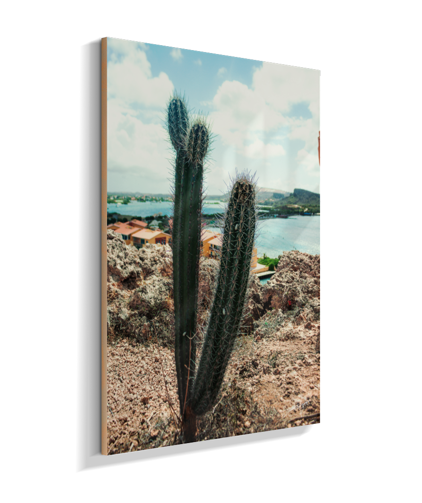 Caribbean Thorns