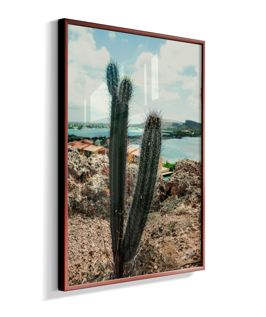 Caribbean Thorns