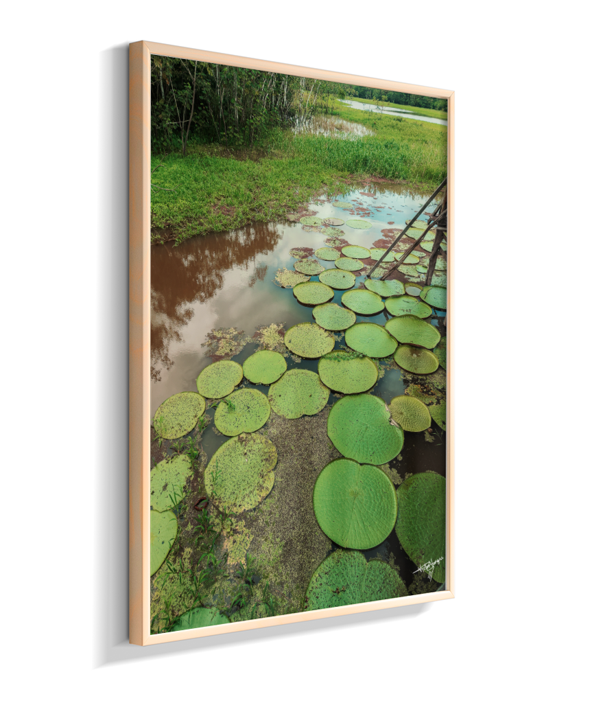 Water Garden