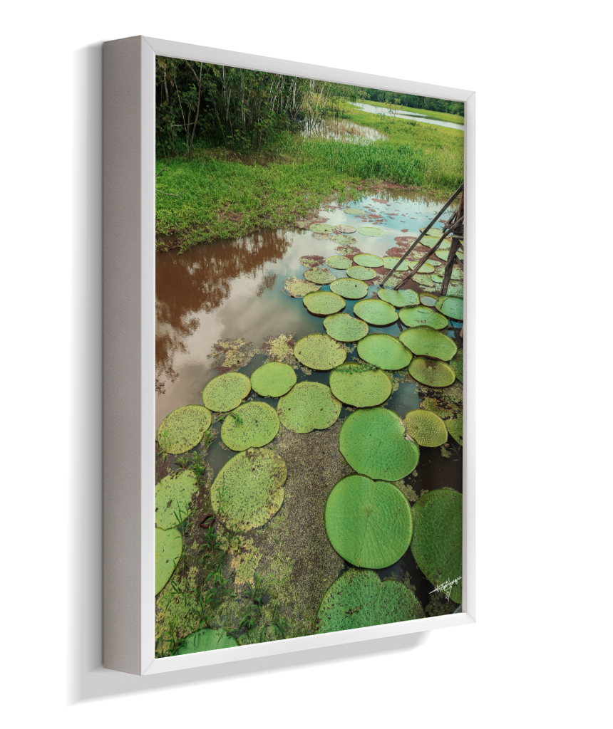 Water Garden