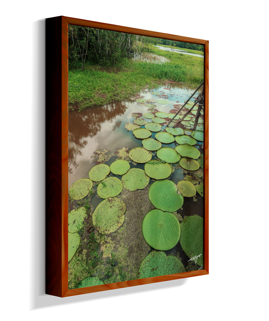 Water Garden