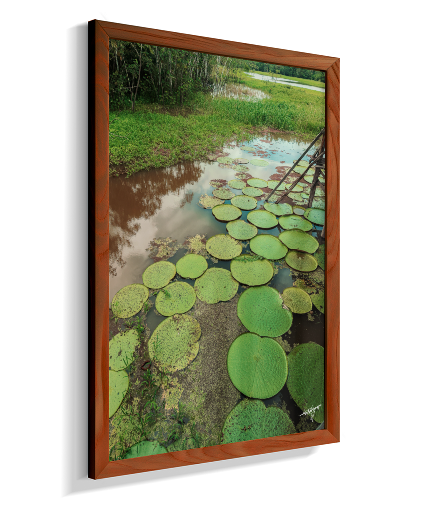 Water Garden