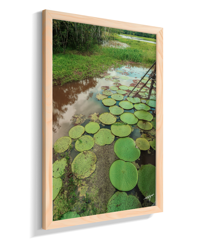 Water Garden