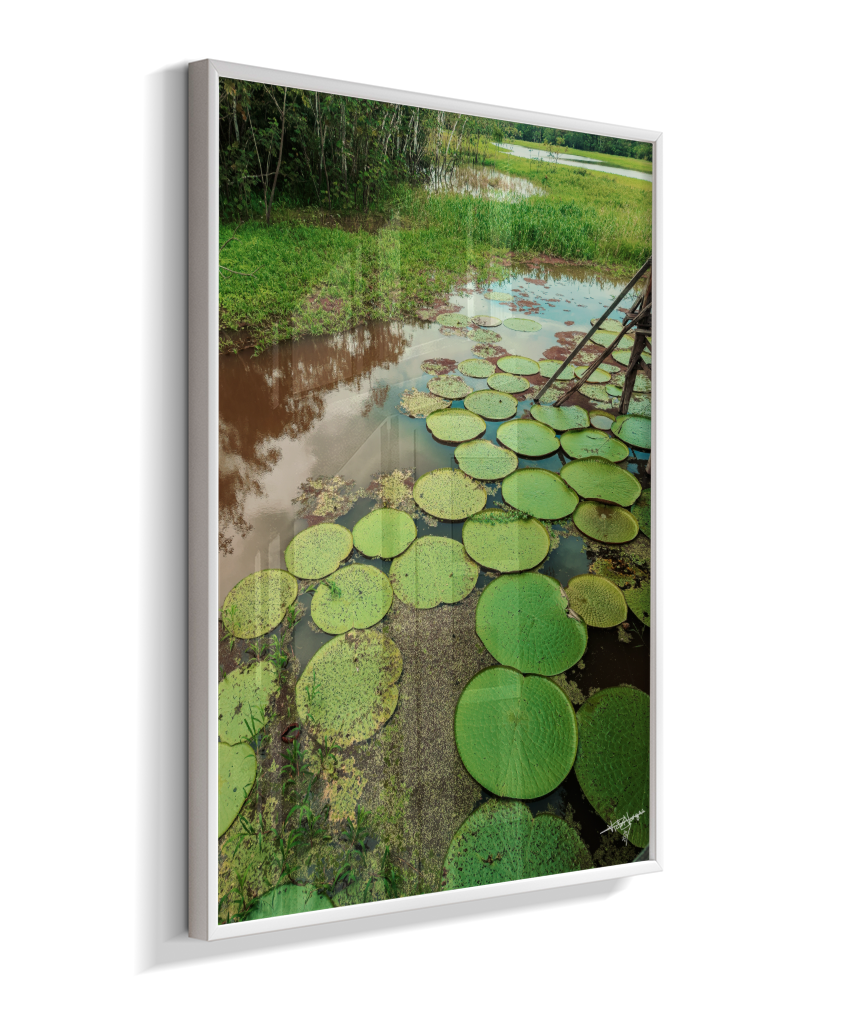 Water Garden