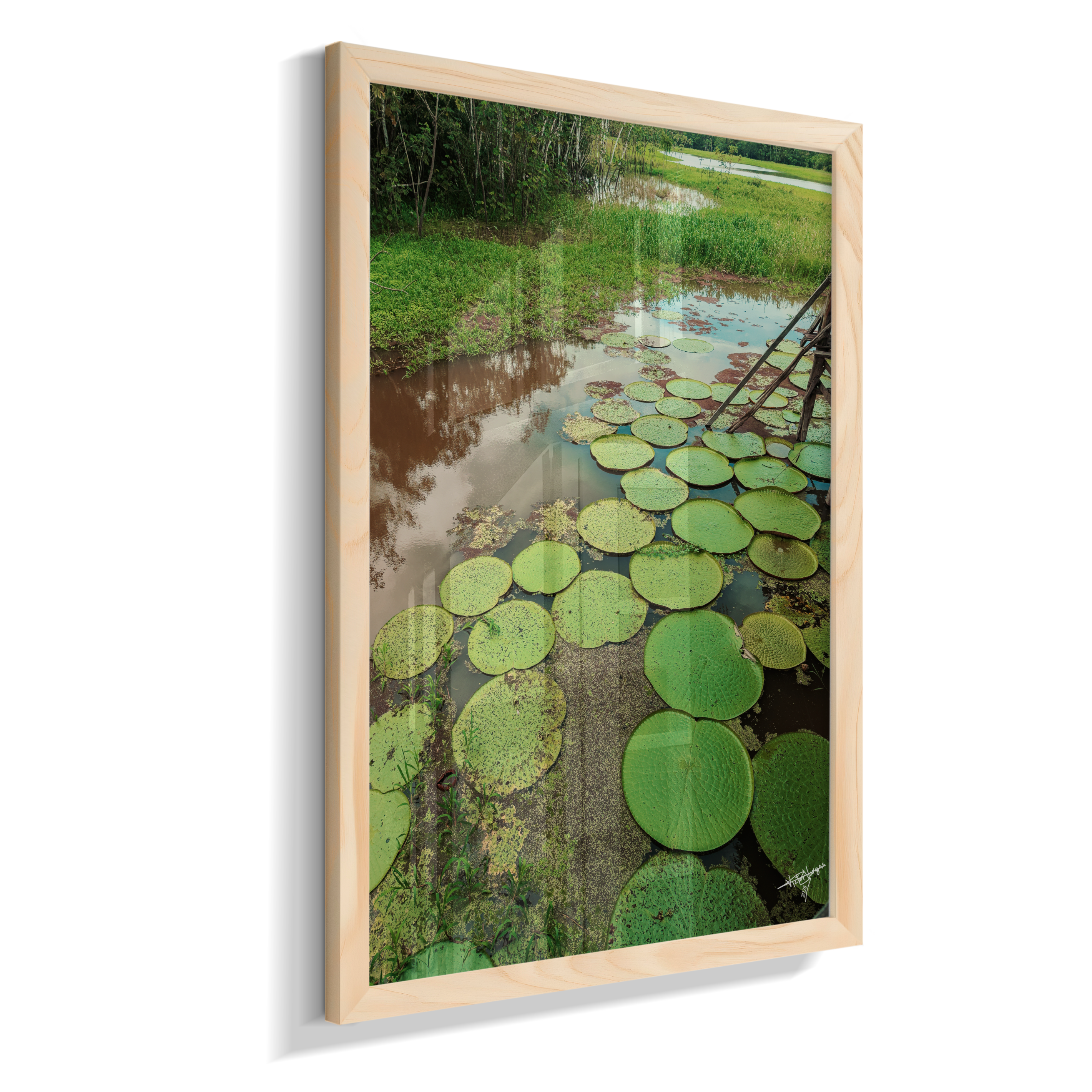 Water Garden