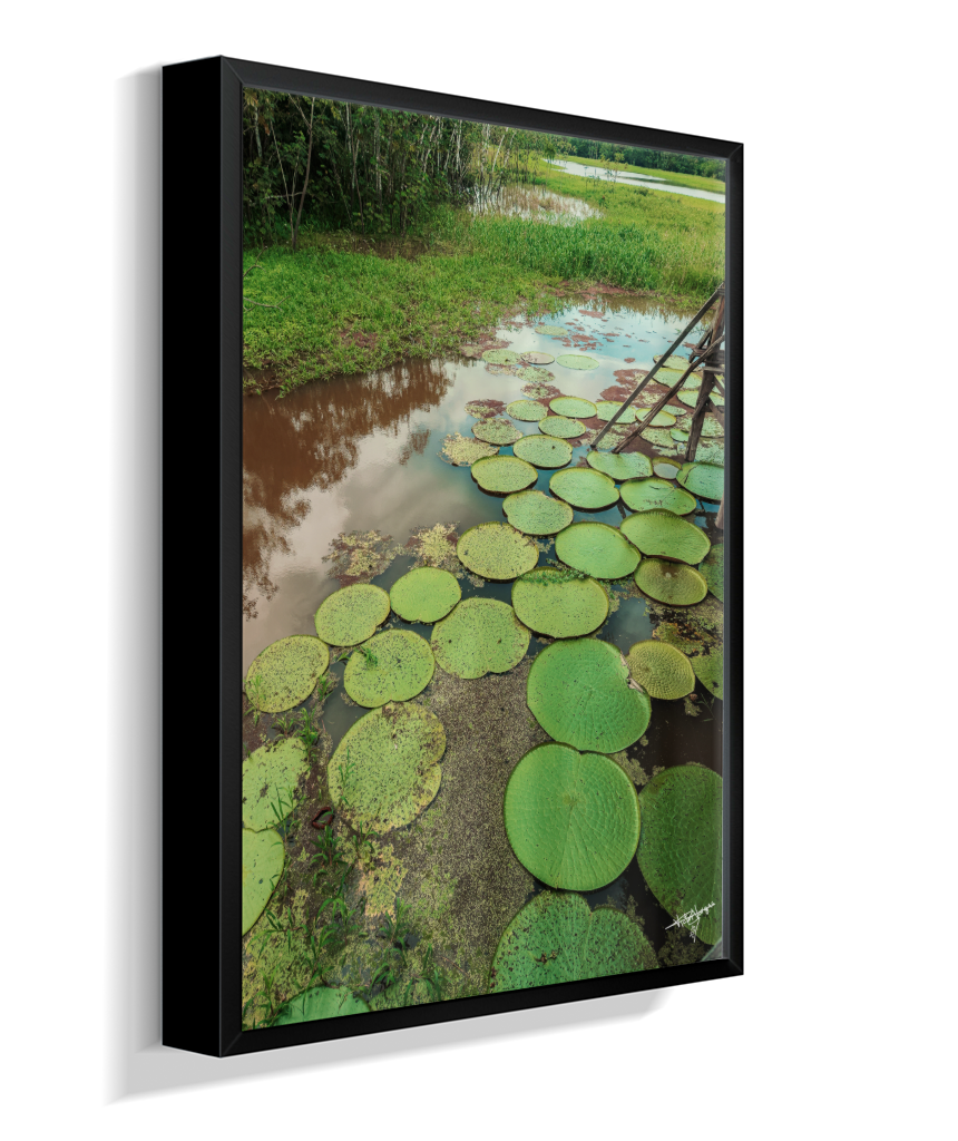 Water Garden