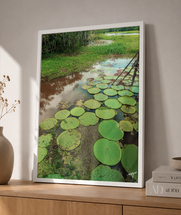 Water Garden