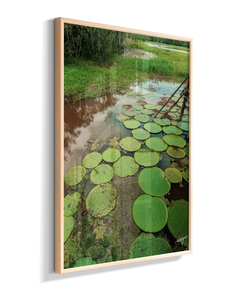 Water Garden