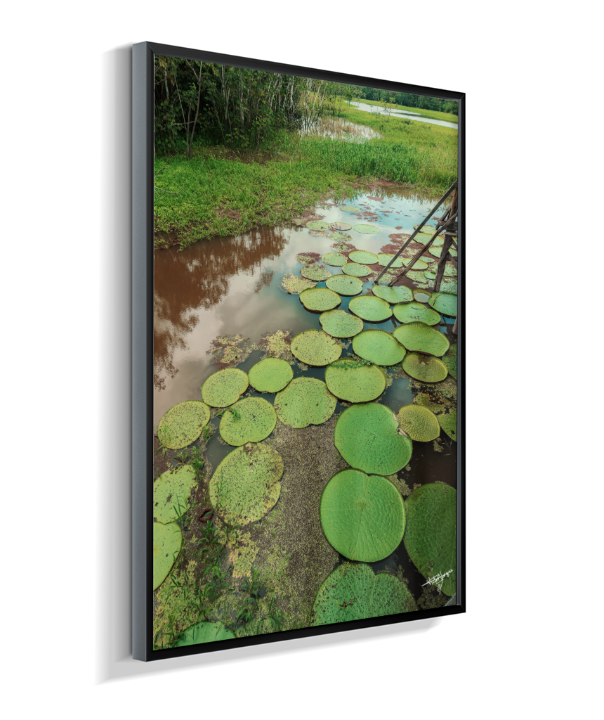 Water Garden
