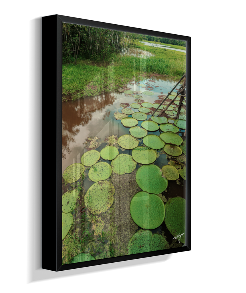 Water Garden