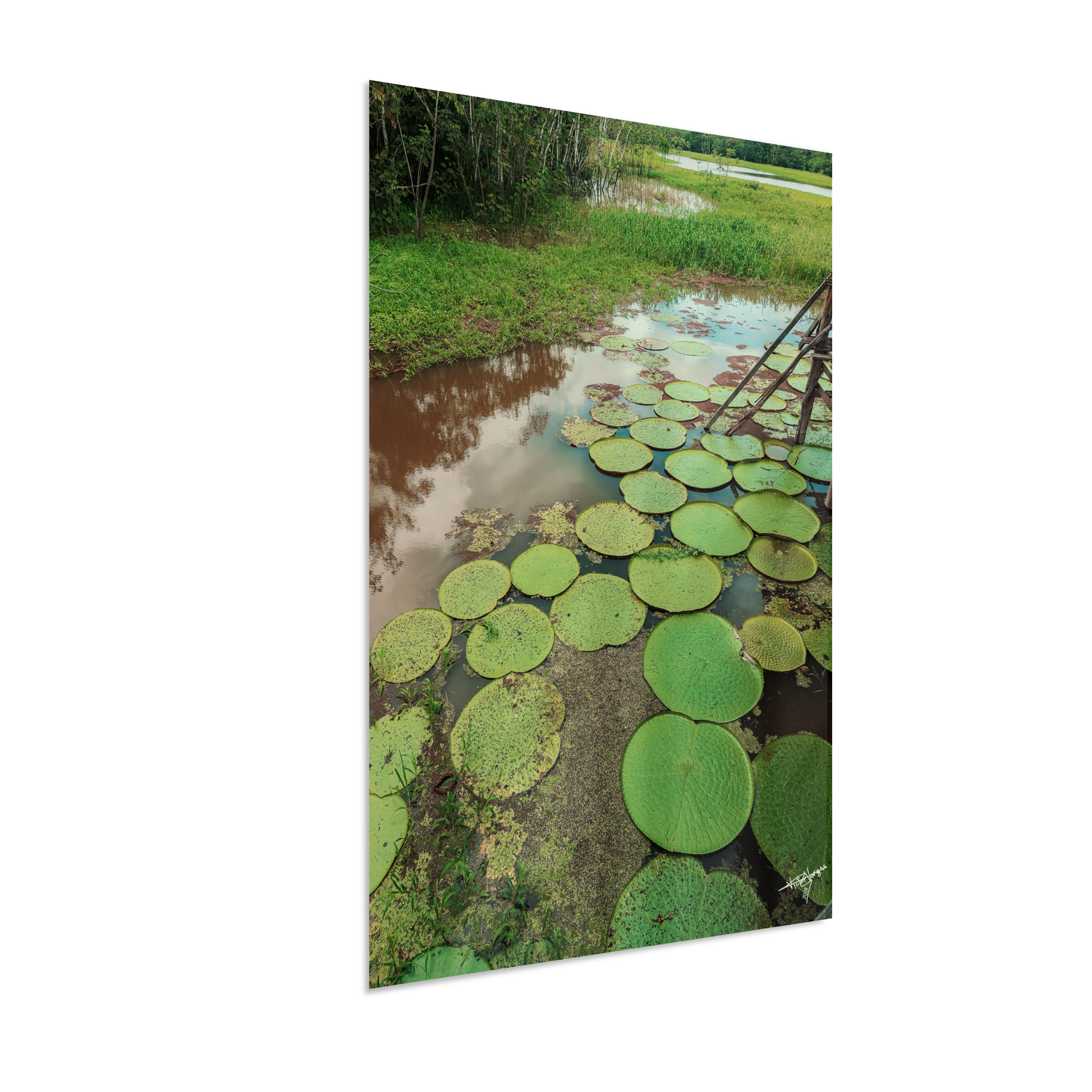 Water Garden