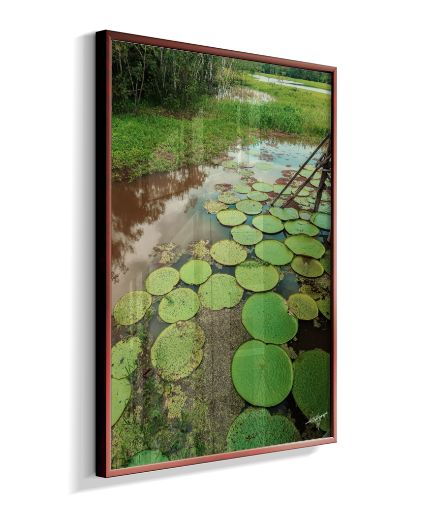 Water Garden
