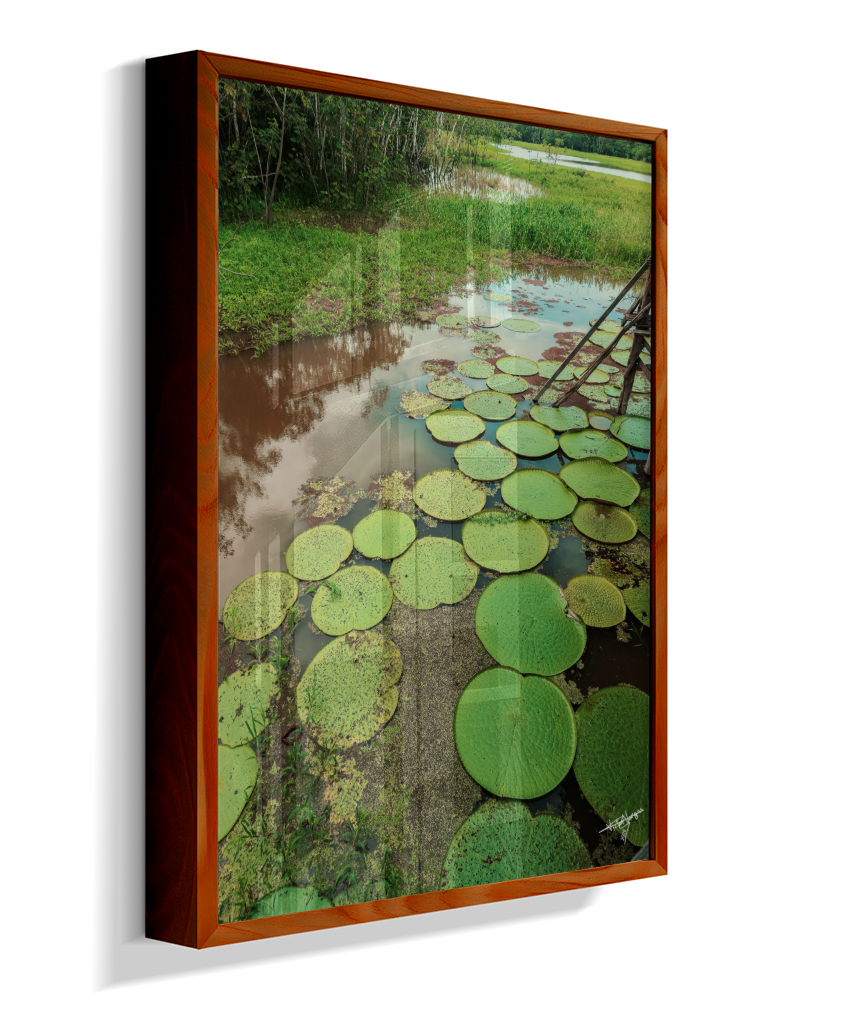 Water Garden