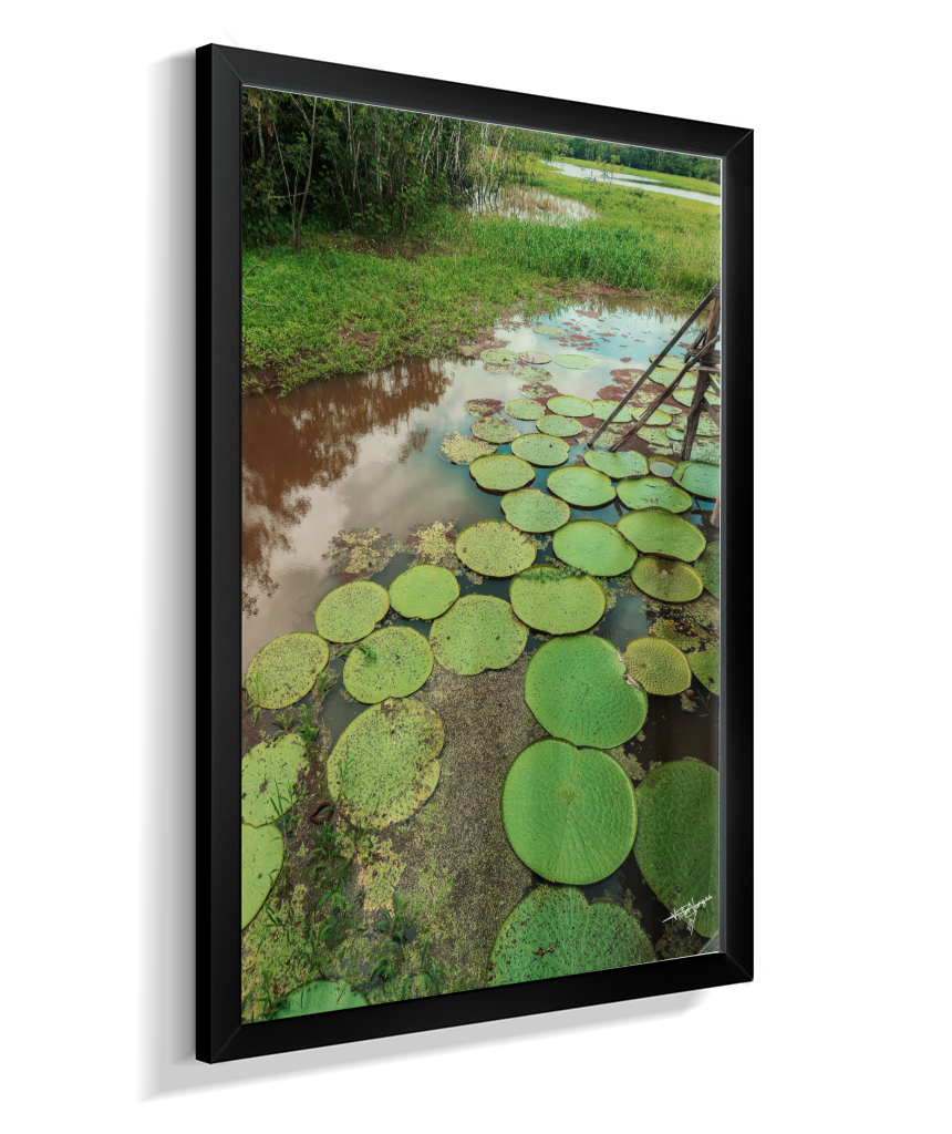 Water Garden