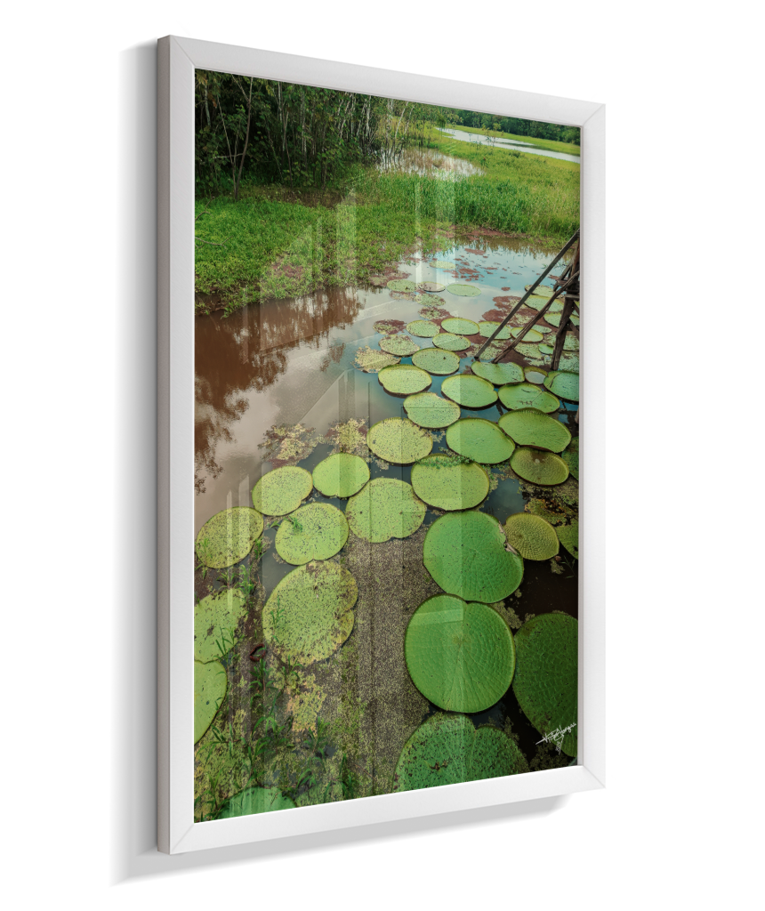 Water Garden