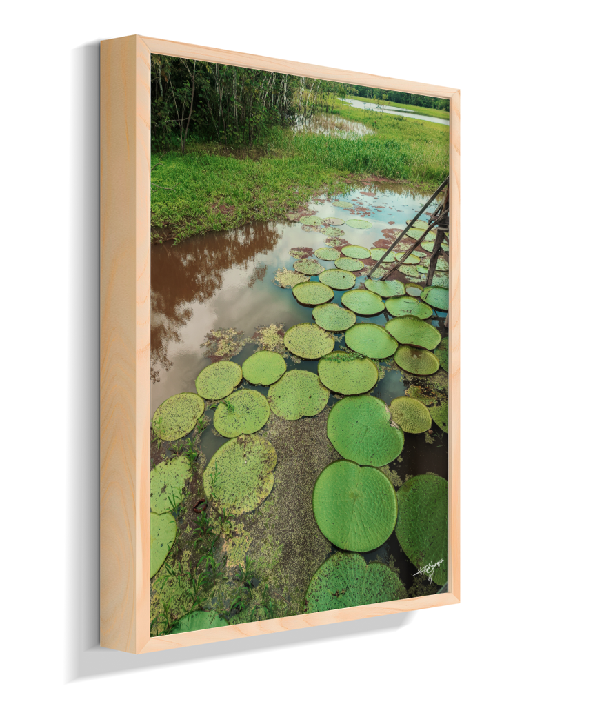 Water Garden